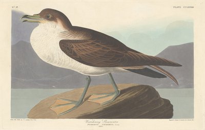 Burzyk wędrowny autorstwa Robert Havell after John James Audubon