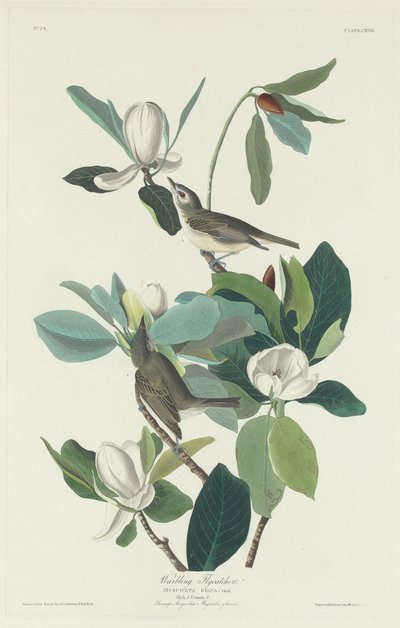 Muchołówka ćwierkająca autorstwa Robert Havell after John James Audubon