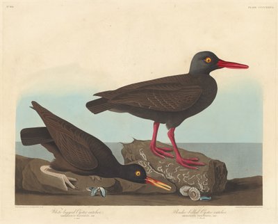 Łapacz ostryg białonogich i ostrygojad smukły autorstwa Robert Havell after John James Audubon