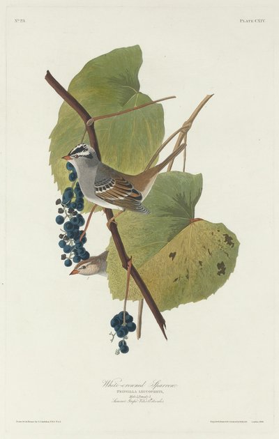 Wróbel biało-koronowany autorstwa Robert Havell after John James Audubon