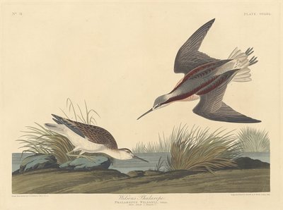 Falarope Wilsona autorstwa Robert Havell after John James Audubon