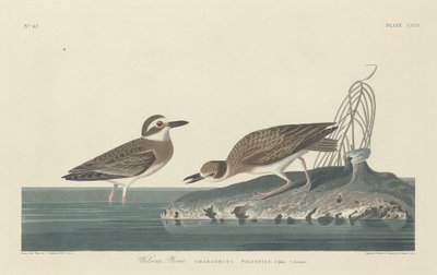 Sieweczka Wilsona autorstwa Robert Havell after John James Audubon