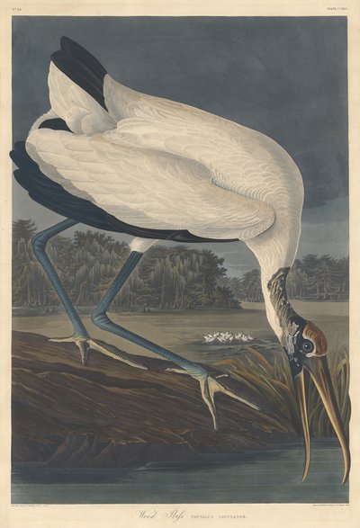 Drewno Ibis autorstwa Robert Havell after John James Audubon