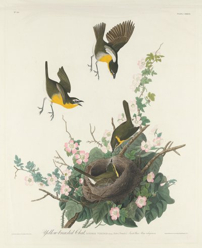Czat z żółtymi piersiami autorstwa Robert Havell after John James Audubon