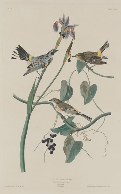 Żółto-korona pokrzewka autorstwa Robert Havell after John James Audubon