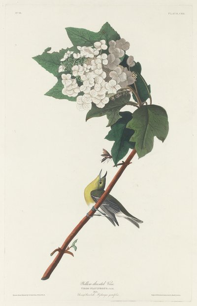 Żółtogardły Vireo autorstwa Robert Havell after John James Audubon