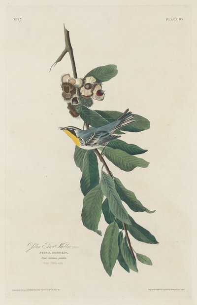 Pokrzewka żółtogardła autorstwa Robert Havell after John James Audubon