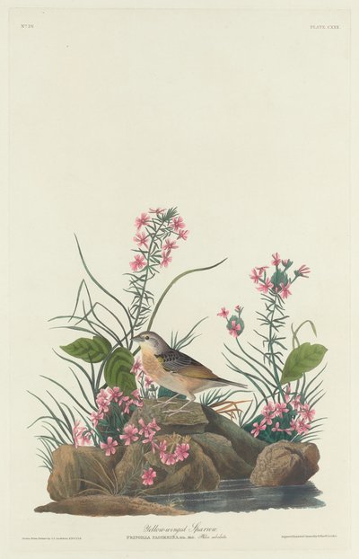 Żółtoskrzydły Wróbel autorstwa Robert Havell after John James Audubon