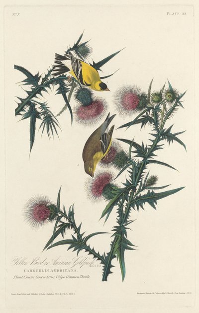 Żółty ptak lub szczygieł autorstwa Robert Havell after John James Audubon