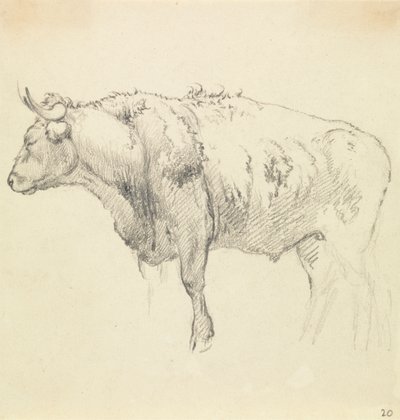 Byk autorstwa Robert Hills