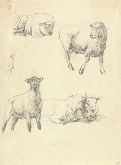 Owce autorstwa Robert Hills