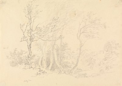 Studium Holly Tree autorstwa Robert Hills