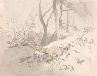 Woodland Shadowpolish autorstwa Robert Hills