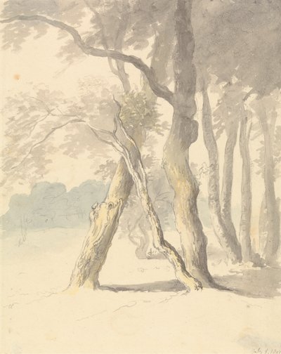 Studium leśne autorstwa Robert Hills