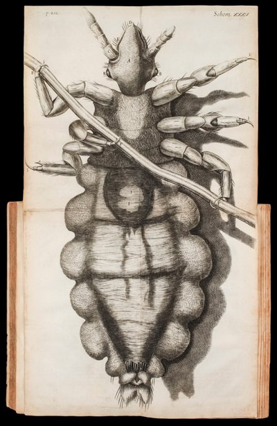 Rozkładana ilustracja wszy na kosmyku włosów z „Micrographia” o obserwacjach pod mikroskopem autorstwa Roberta Hooke