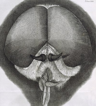 Szary dron-mucha, obserwacja XXXIX z Hookes Micrographia, 1664 autorstwa Robert Hooke