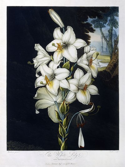 Biała Lilia autorstwa Robert John (after) Thornton