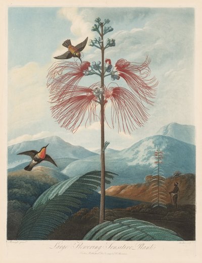 Świątynia Flory, czyli Ogród Natury: Duża Wrażliwa Roślina Kwitnąca, 1799-1807. autorstwa Robert John Thornton