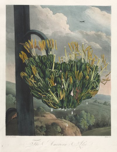 Świątynia Flory, czyli Ogród Natury: Amerykański Aloes, 1807. autorstwa Robert John Thornton