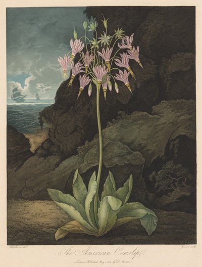 Świątynia Flory, czyli Ogród Natury: Amerykański Cowslip autorstwa Robert John Thornton