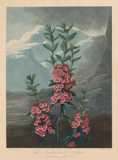 Świątynia Flory, czyli Ogród Natury: Wąskolistna Kalmia, Górski Wawrzyn, 1804. autorstwa Robert John Thornton