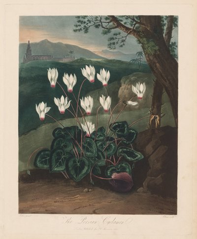 Świątynia Flory, czyli Ogród Natury: Perski Cyklamen, 1799-1807. autorstwa Robert John Thornton