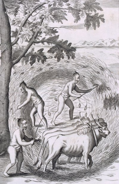 Sposób wybierania ryżu, z An Historical Relation of the Island Ceylon, pub. 1681 rycina autorstwa Robert Knox