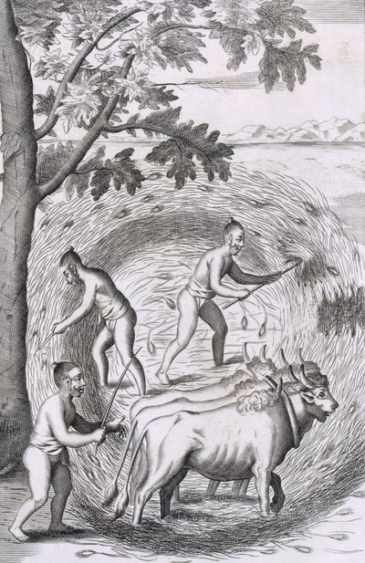 Sposób deptania ryżu, wyd. 1681. autorstwa Robert Knox