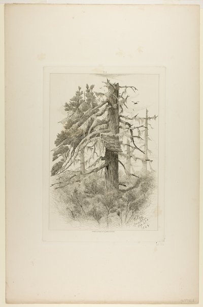 Stare drzewa na wyspie Naushon autorstwa Robert Swain Gifford