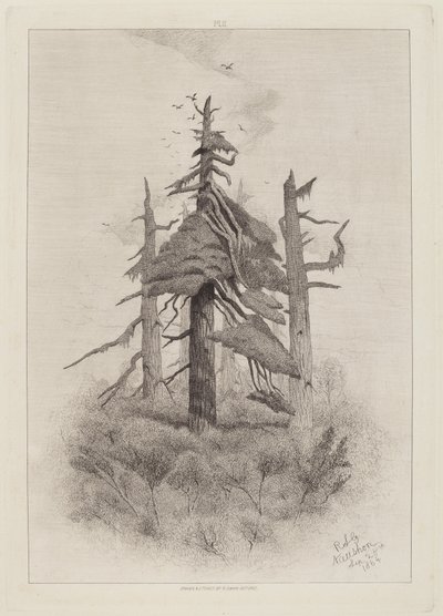 Stare drzewa na wyspie Naushon [tablica 2] autorstwa Robert Swain Gifford