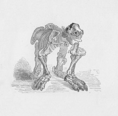 Szkielet Megatherium, c1885, 1890 autorstwa Robert Taylor Pritchett