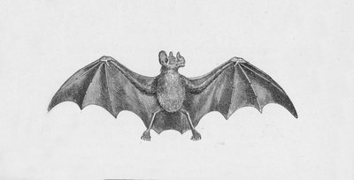 Nietoperz wampir, c1885, 1890 autorstwa Robert Taylor Pritchett