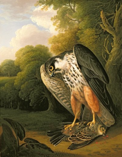 Hobby Hawk and Prey zastrzelony w Buxton autorstwa Robert Wilkinson Padley