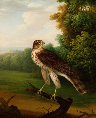 Młoda samica Jastrząb, roczna (olej na płótnie) autorstwa Robert Wilkinson Padley