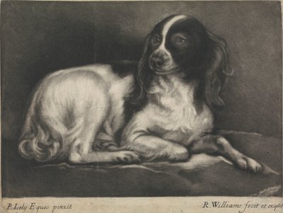 Spaniel autorstwa Robert Williams