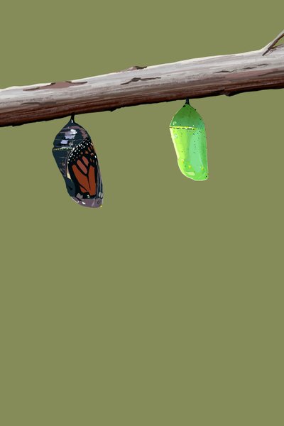 Monarch Cocoons, 2022 (w wersji cyfrowej) autorstwa Roberta Murray