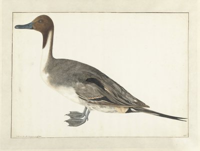 Drake Pintail autorstwa Rochus van Veen