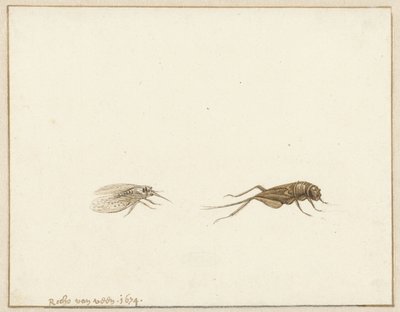 Dwa owady autorstwa Rochus van Veen