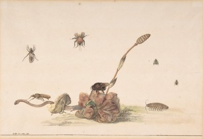 Różne owady przez grzyba, 1681. autorstwa Rochus van Veen