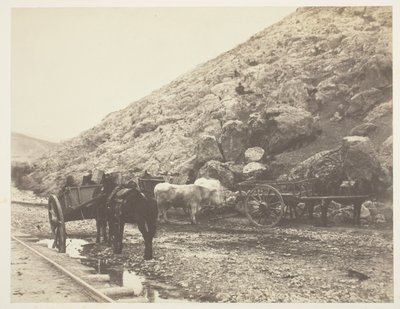Bydło i wozy, opuszczając Balaklava, 1855. autorstwa Roger Fenton