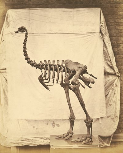 Dinornis Elephantopus Dinozaur autorstwa Roger Fenton