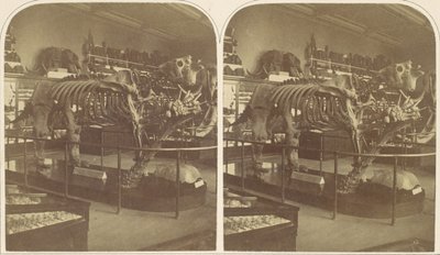 Megatherium, Muzeum Brytyjskie, lata 50. XIX wieku. autorstwa Roger Fenton