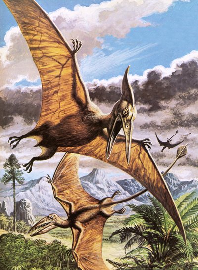 Pteranodon (góra) i Rhamphorhynchus (dół) autorstwa Roger Payne
