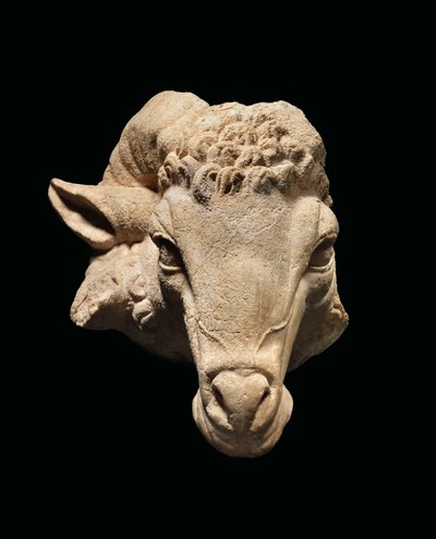Głowa barana, ok. I wpne - I wne (marmur) autorstwa Roman Roman