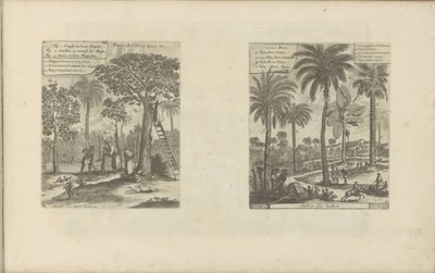 Landschappen stawia mangobomen, koko- en palmbomen Owoce wyspy Jawa itp. / Drzewa Indii (tytuł na obiekcie) Indie Wschodnie i Zachodnie oraz inne miejsca (tytuł serii) autorstwa Romeyn de Hooghe