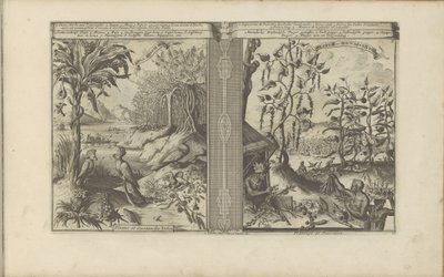 Planten, vogels en pepervelden Loua, Pineapple Musa / Rośliny i ptaki Indii // Peeper-Gewassen / Plantacja pieprzu (tytuł na obiekcie) Indie Wschodnie i Zachodnie oraz inne miejsca (tytuł serii) autorstwa Romeyn de Hooghe