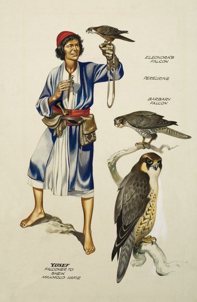 Yusef, Falconer do szejka Mahmuda Hafiza (gwasz na papierze) autorstwa Ron Embleton