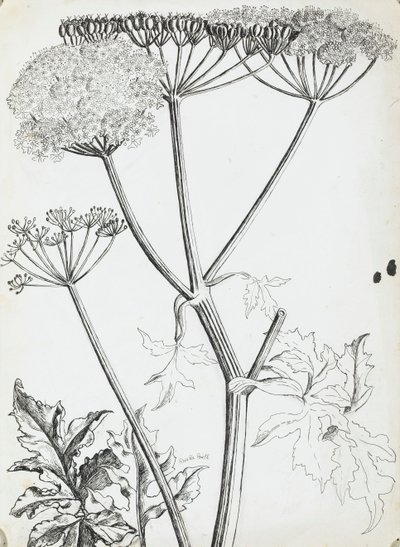 Krowa Pietruszka autorstwa Rosalie Brill