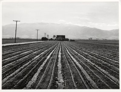 Młoda sałata, Salinas, Kalifornia autorstwa Russell Lee