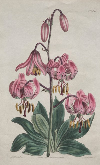 Magazyn botaniczny lub ogród kwiatowy wystawiony... Lilia turecka, 1814. autorstwa S. Curtis